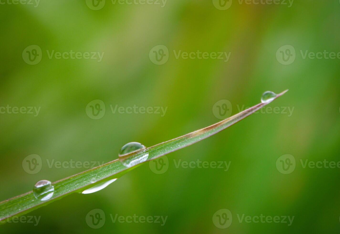 closeup of raindrops on leaves photo