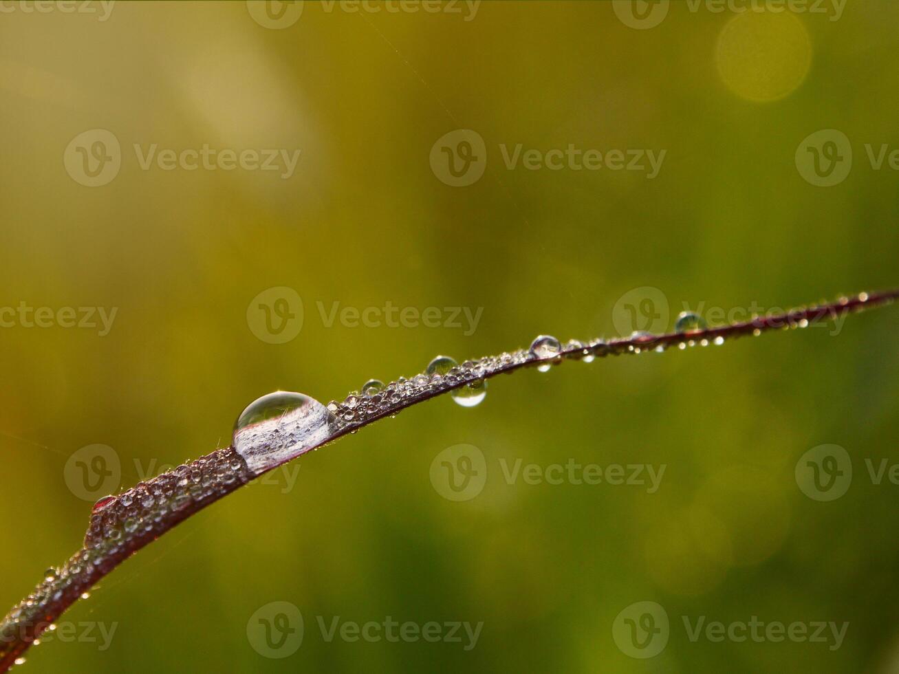 closeup of raindrops on leaves photo