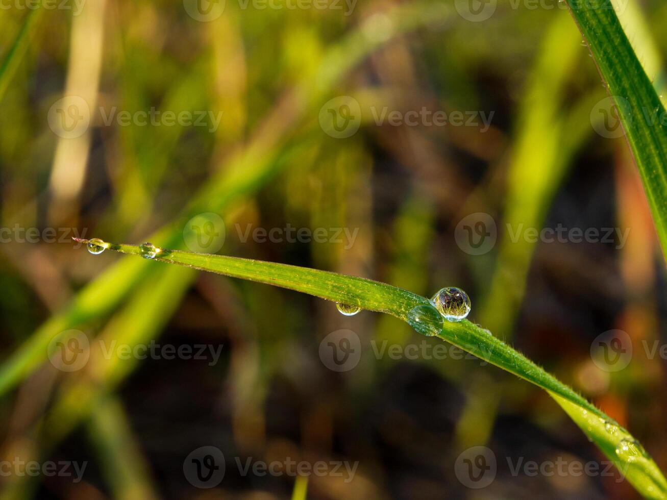 closeup of raindrops on leaves photo