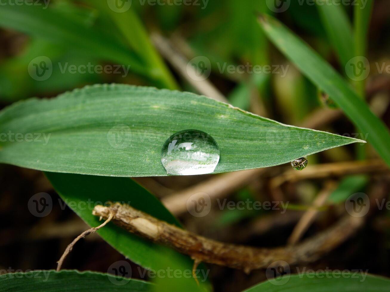 closeup of raindrops on leaves photo