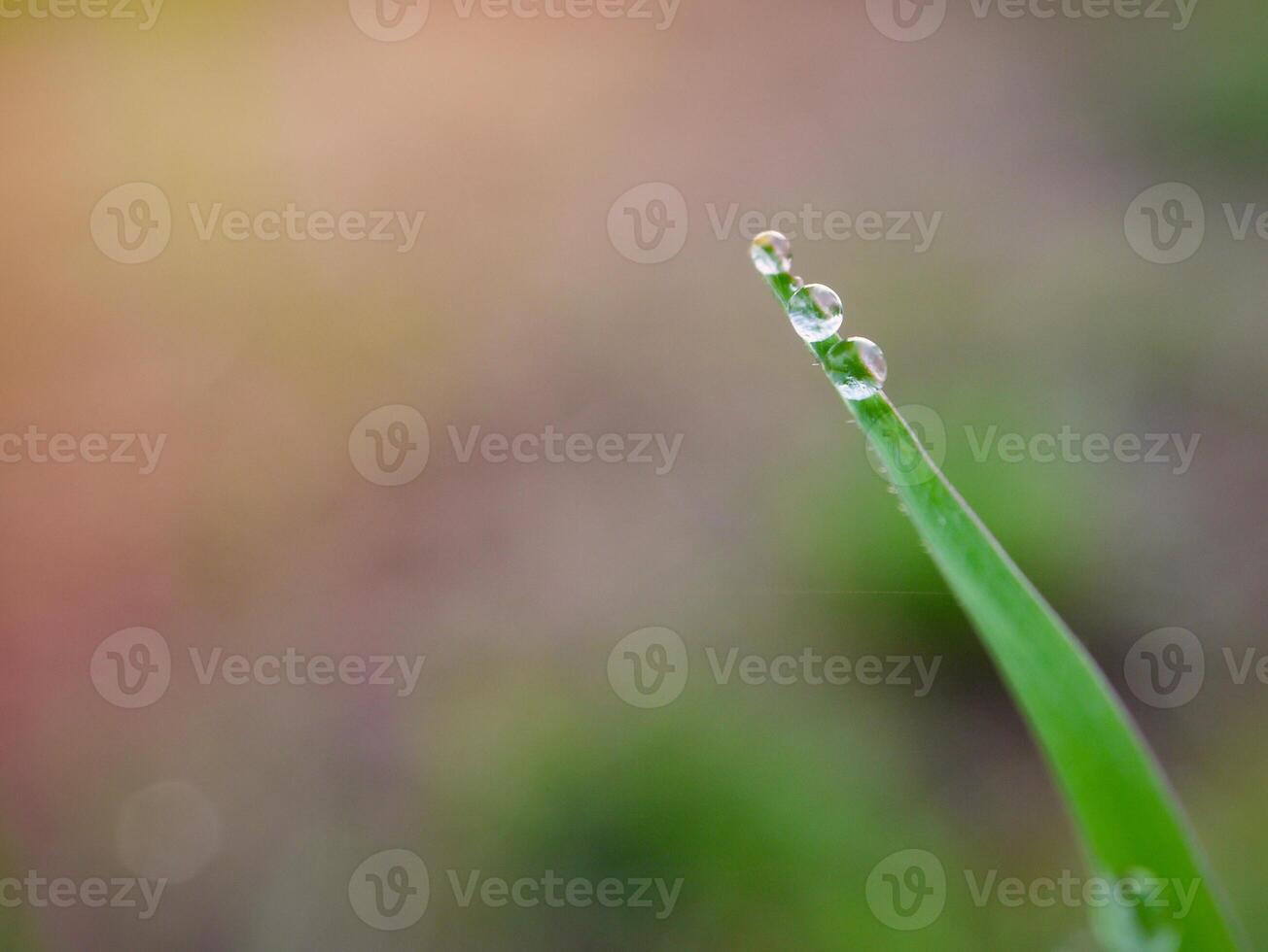 de cerca de gotas de lluvia en hojas foto