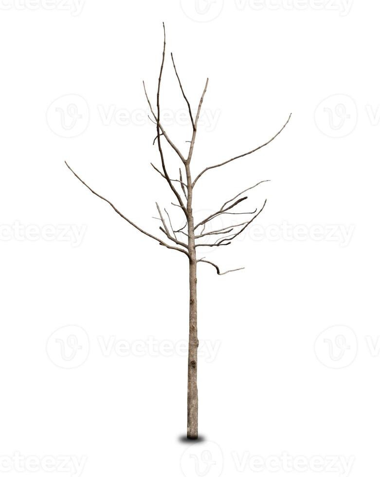 Dead tree isolated on white background photo