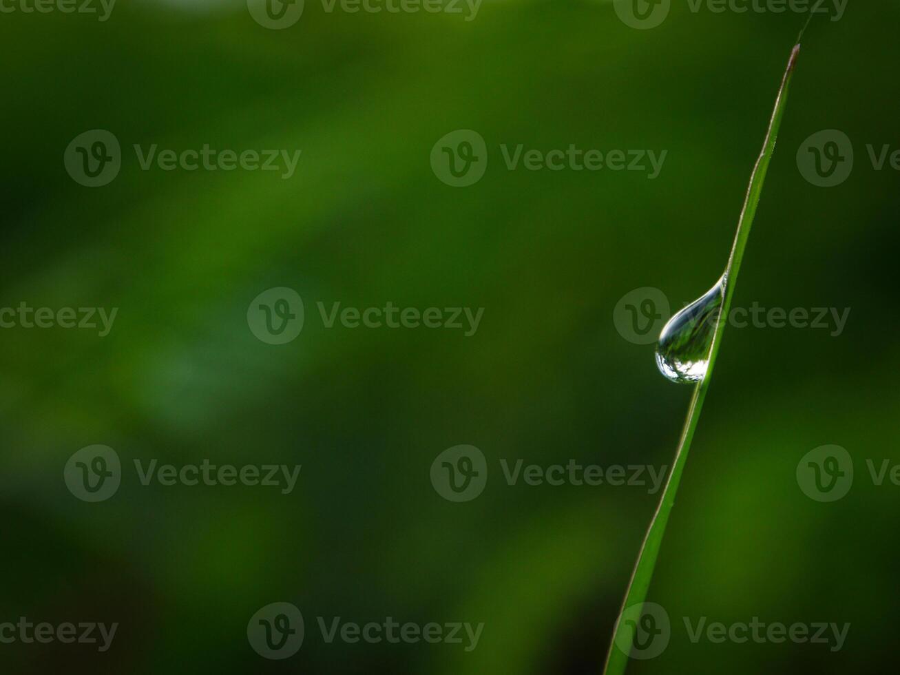 closeup of raindrops on leaves photo