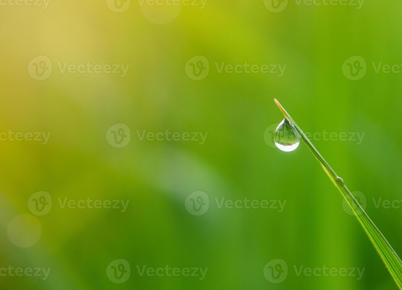 closeup of raindrops on leaves photo