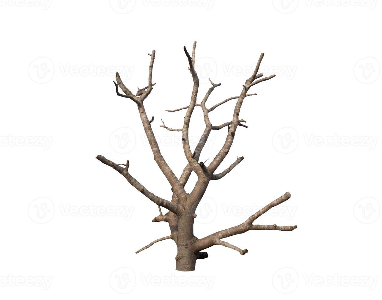 Dead tree isolated on white background photo