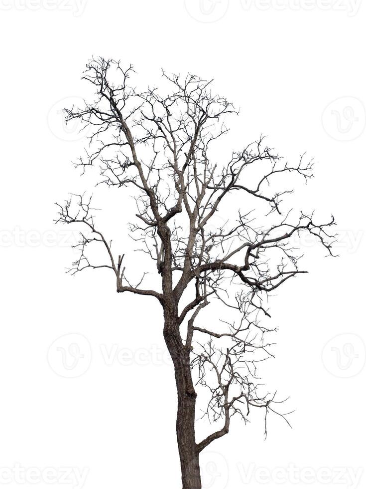 Dead tree isolated on white background photo