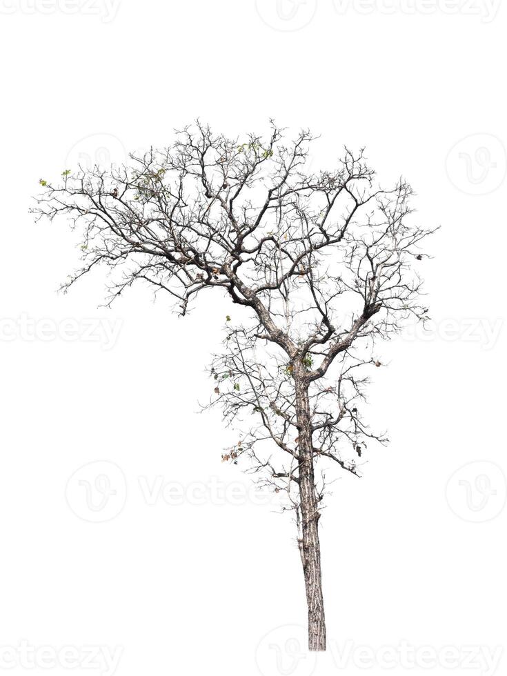 Dead tree isolated on white background photo