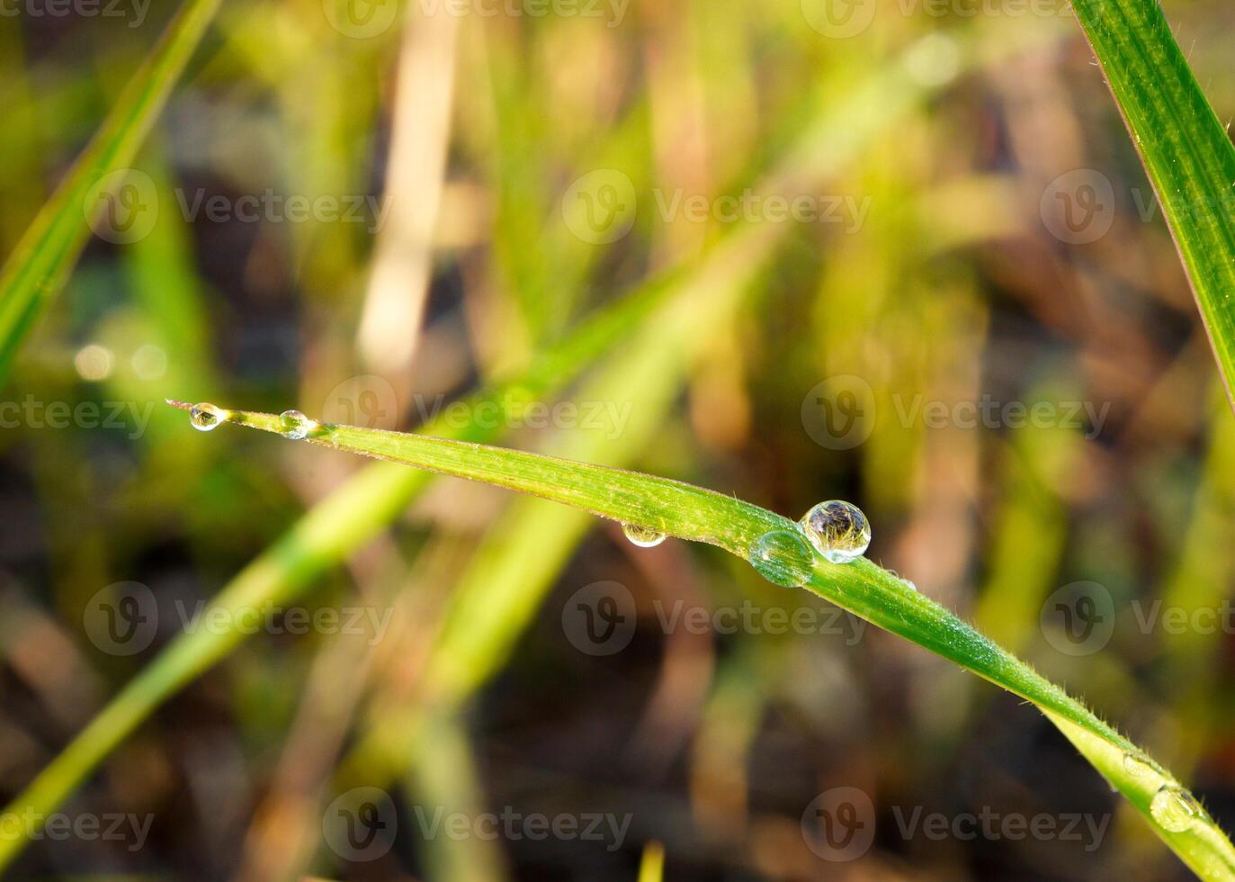 closeup of raindrops on leaves photo