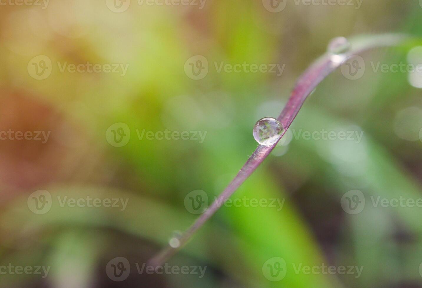 closeup of raindrops on leaves photo