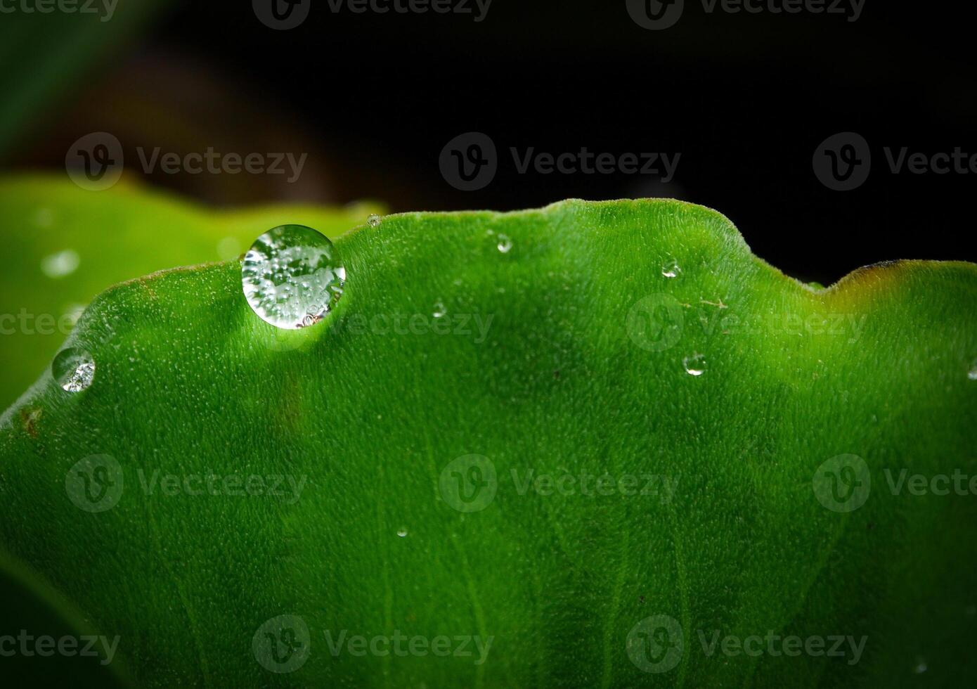 green leaf with water drops close up photo