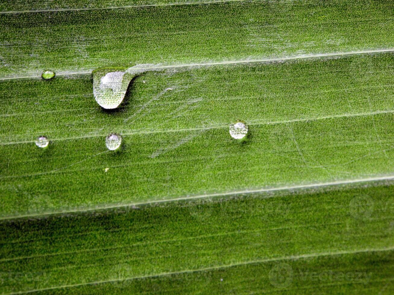 green leaf with water drops close up photo