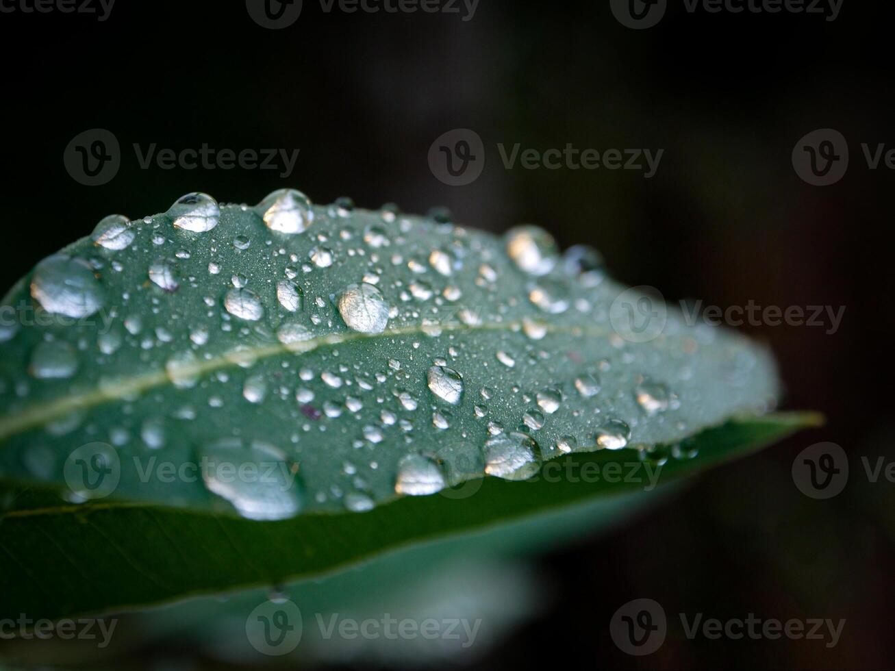 green leaf with water drops close up photo