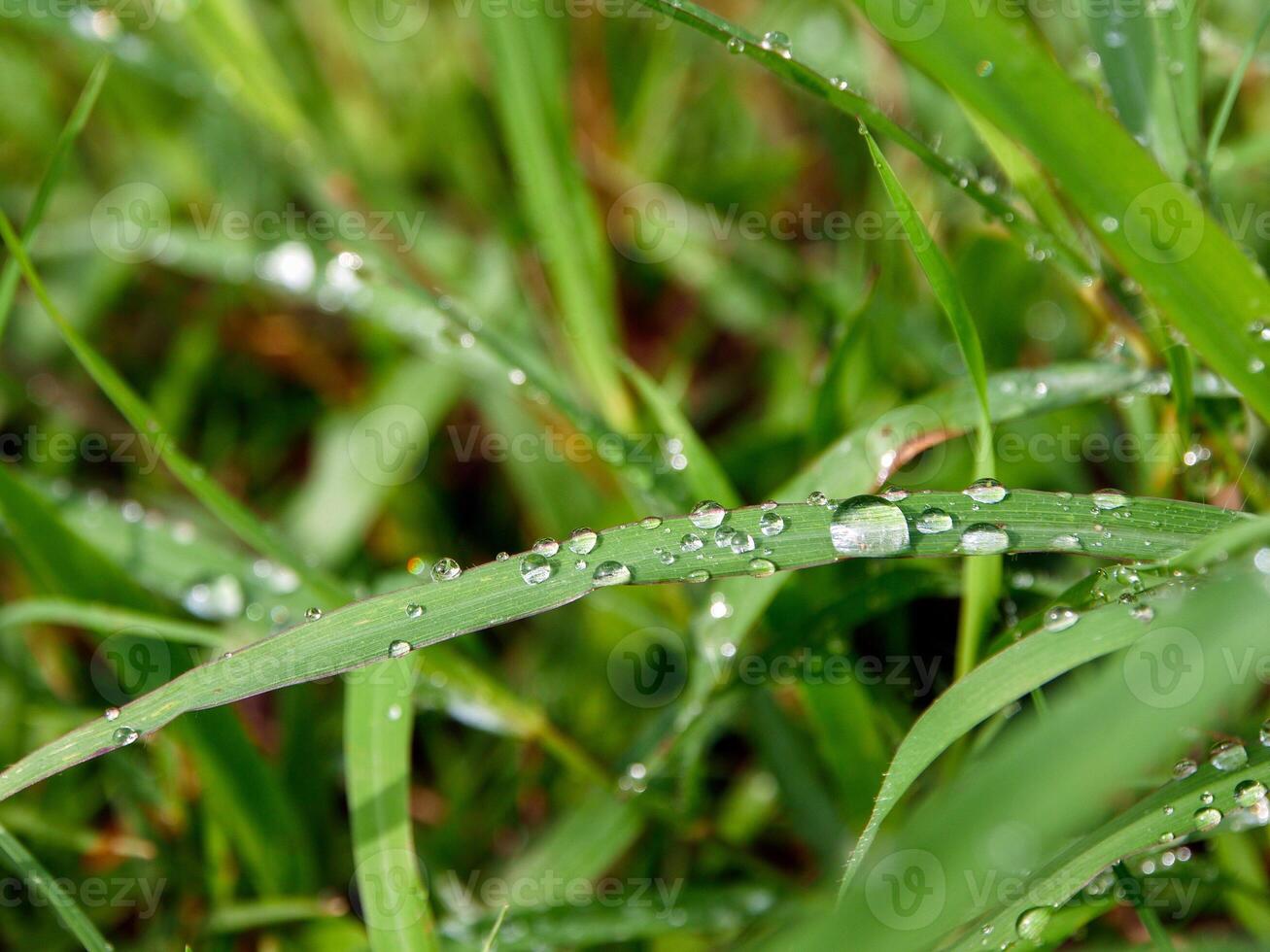 closeup of raindrops on leaves photo