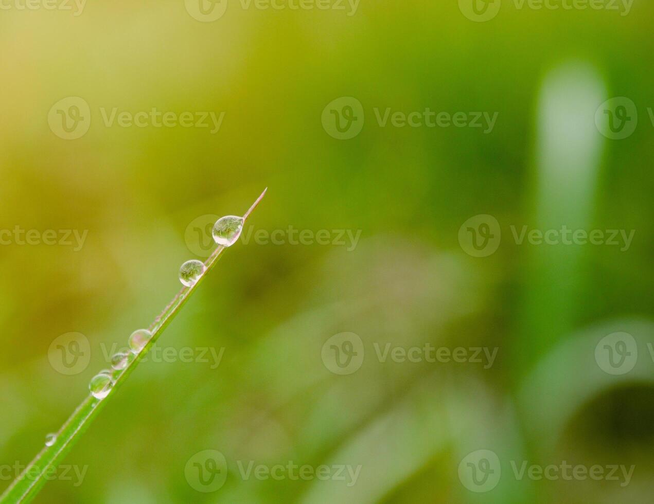 closeup of raindrops on leaves photo