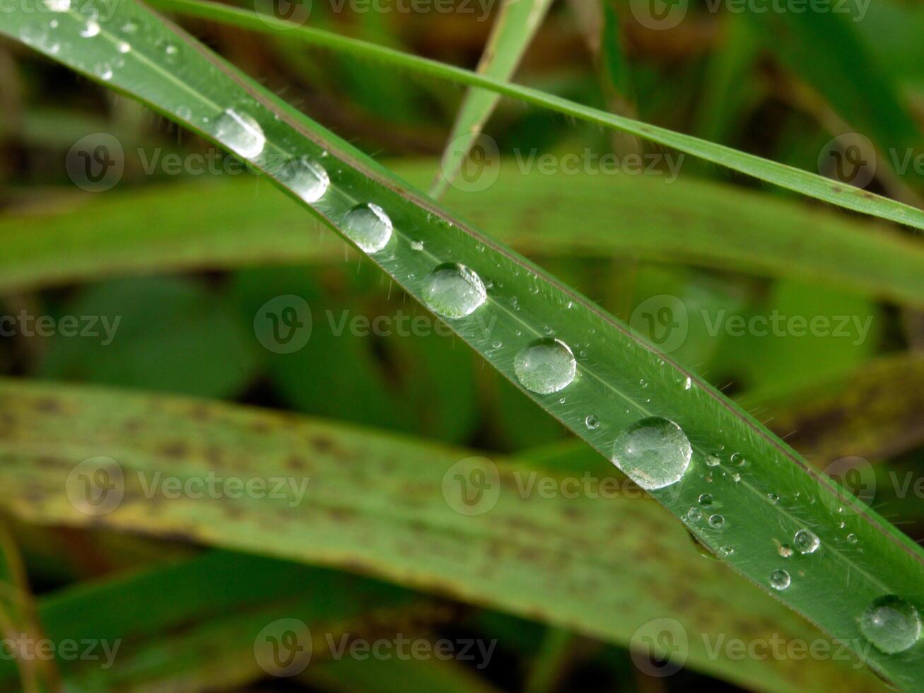 de cerca de gotas de lluvia en hojas foto