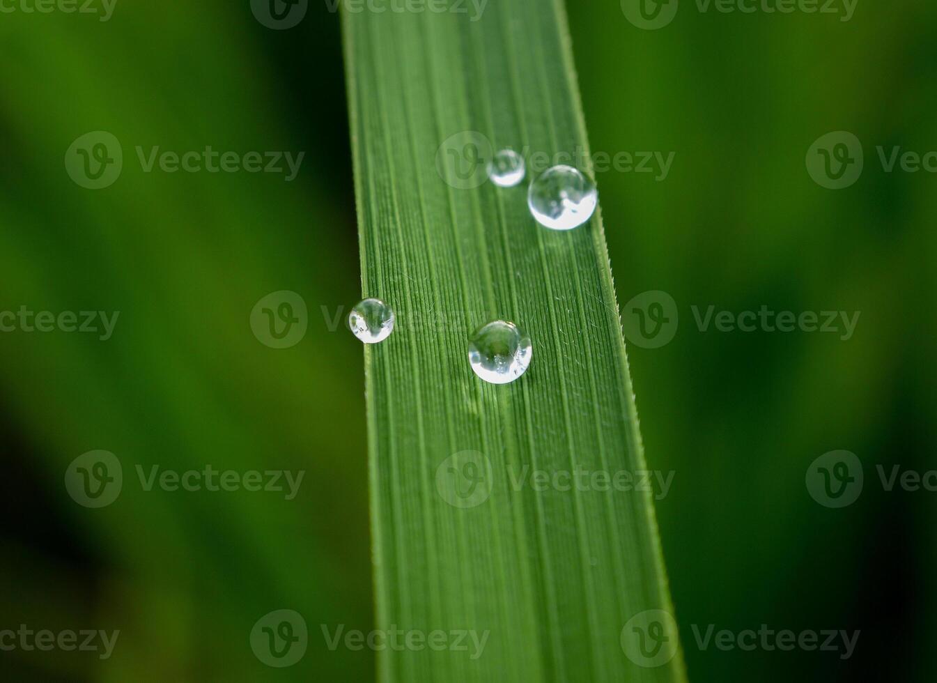 de cerca de gotas de lluvia en hojas foto