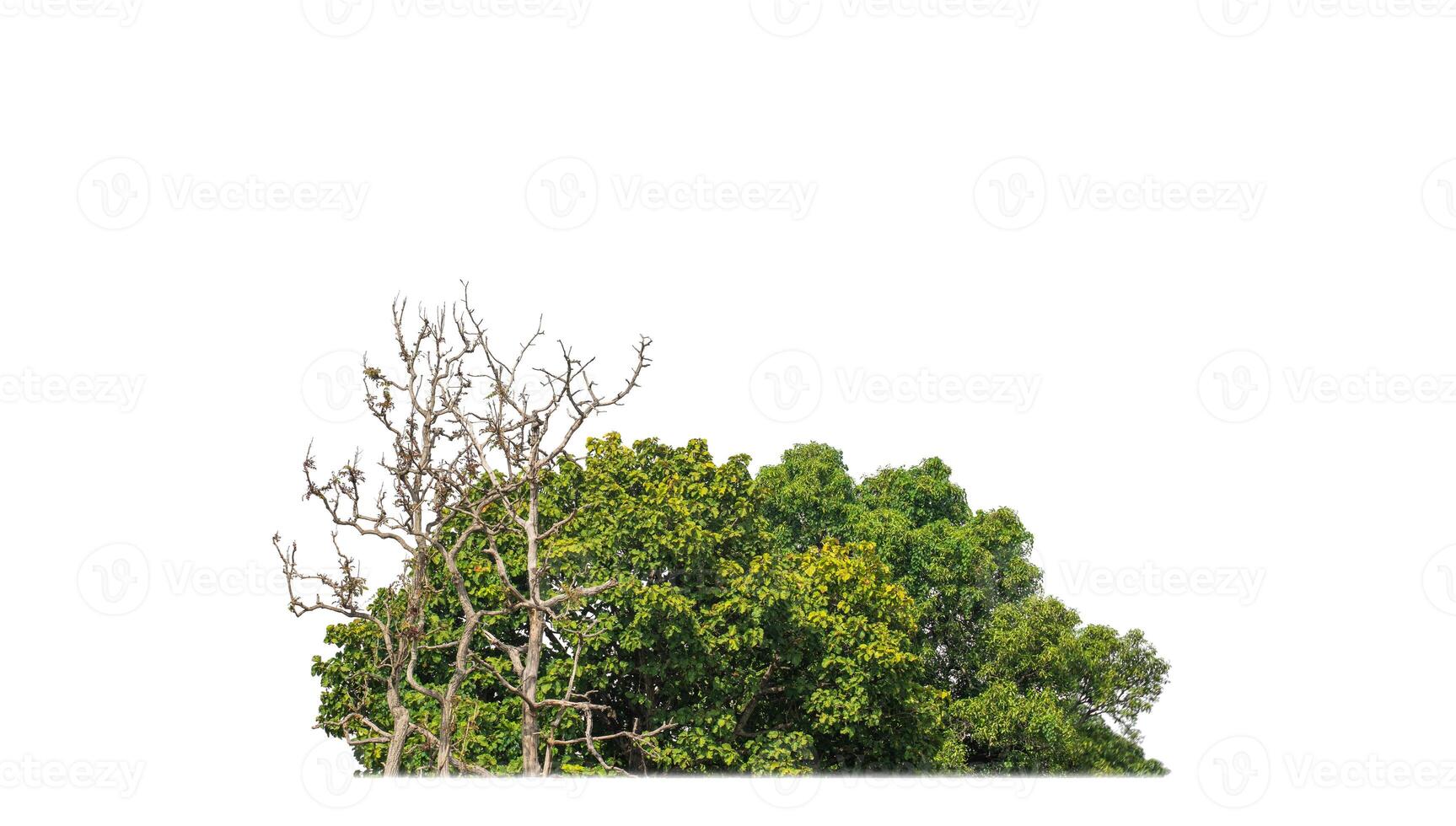 A group of rich green trees High resolution on white background. photo