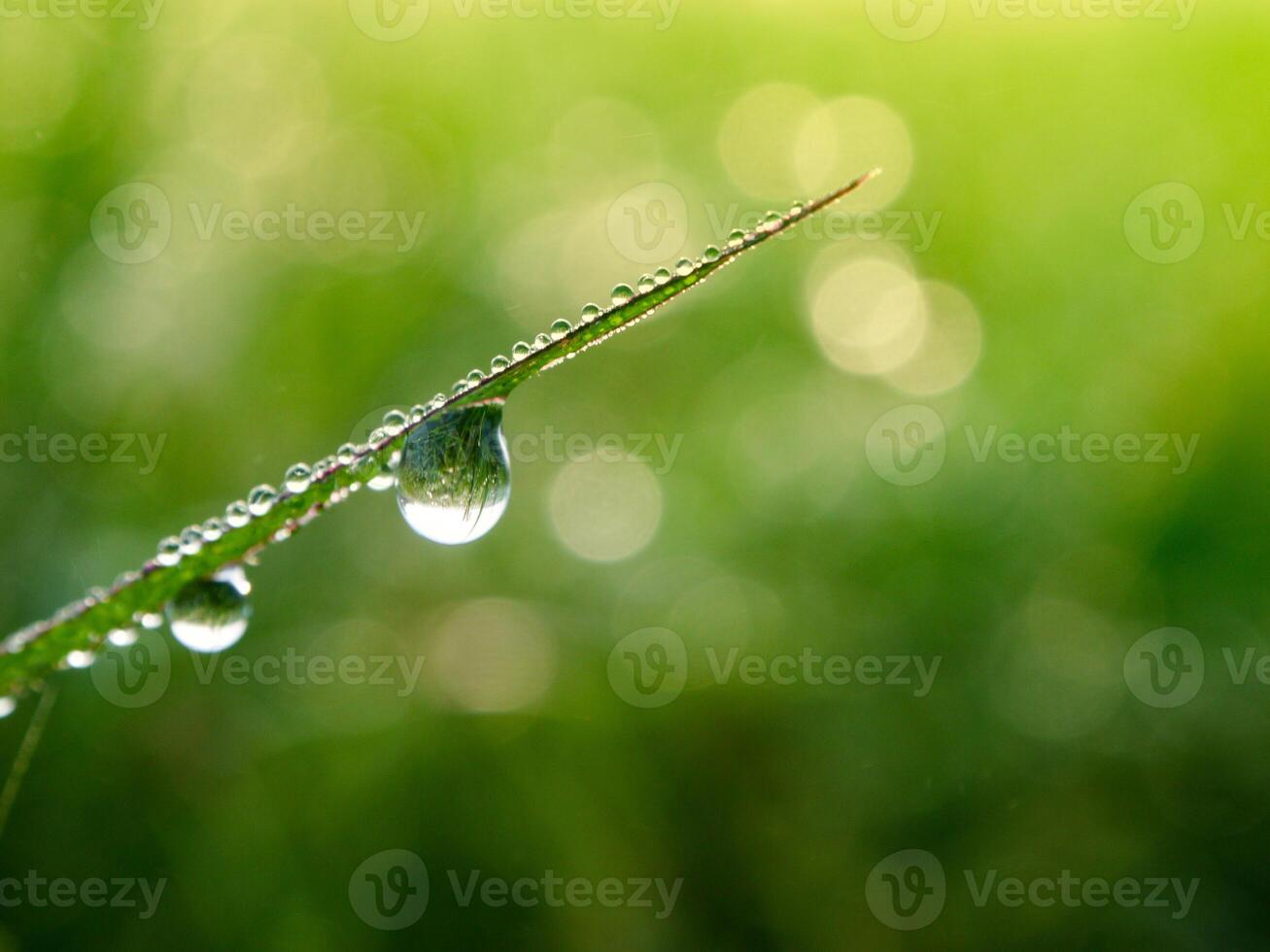 closeup of raindrops on leaves photo