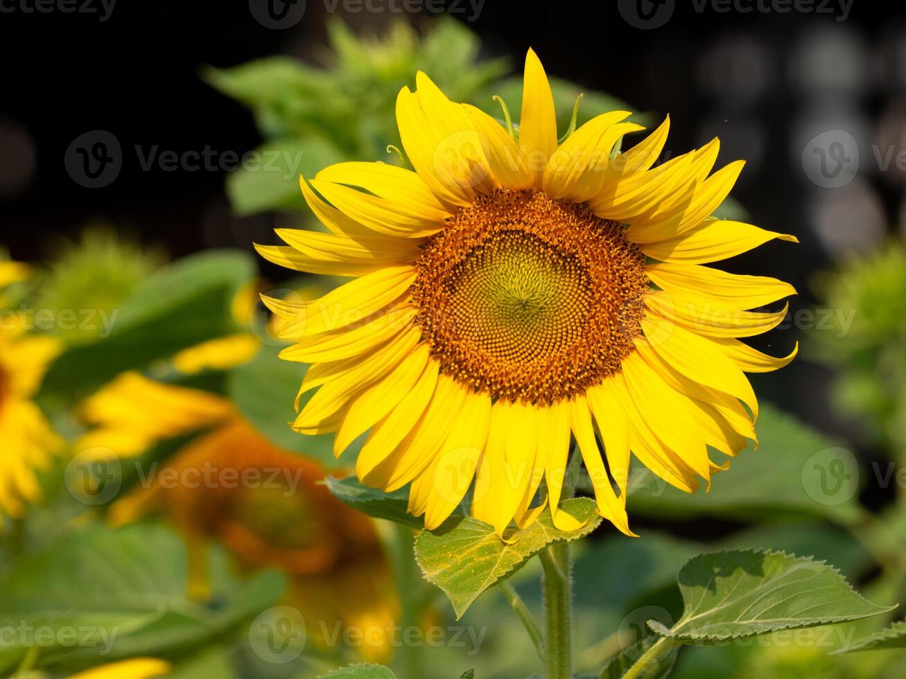 Flying insects gather nectar from sunflower. photo