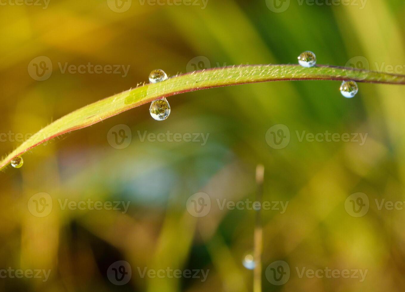 closeup of raindrops on leaves photo