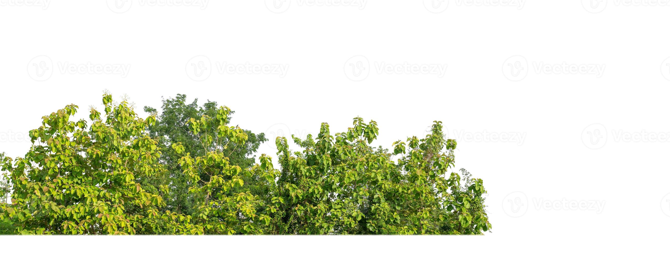 A group of rich green trees High resolution on white background. photo