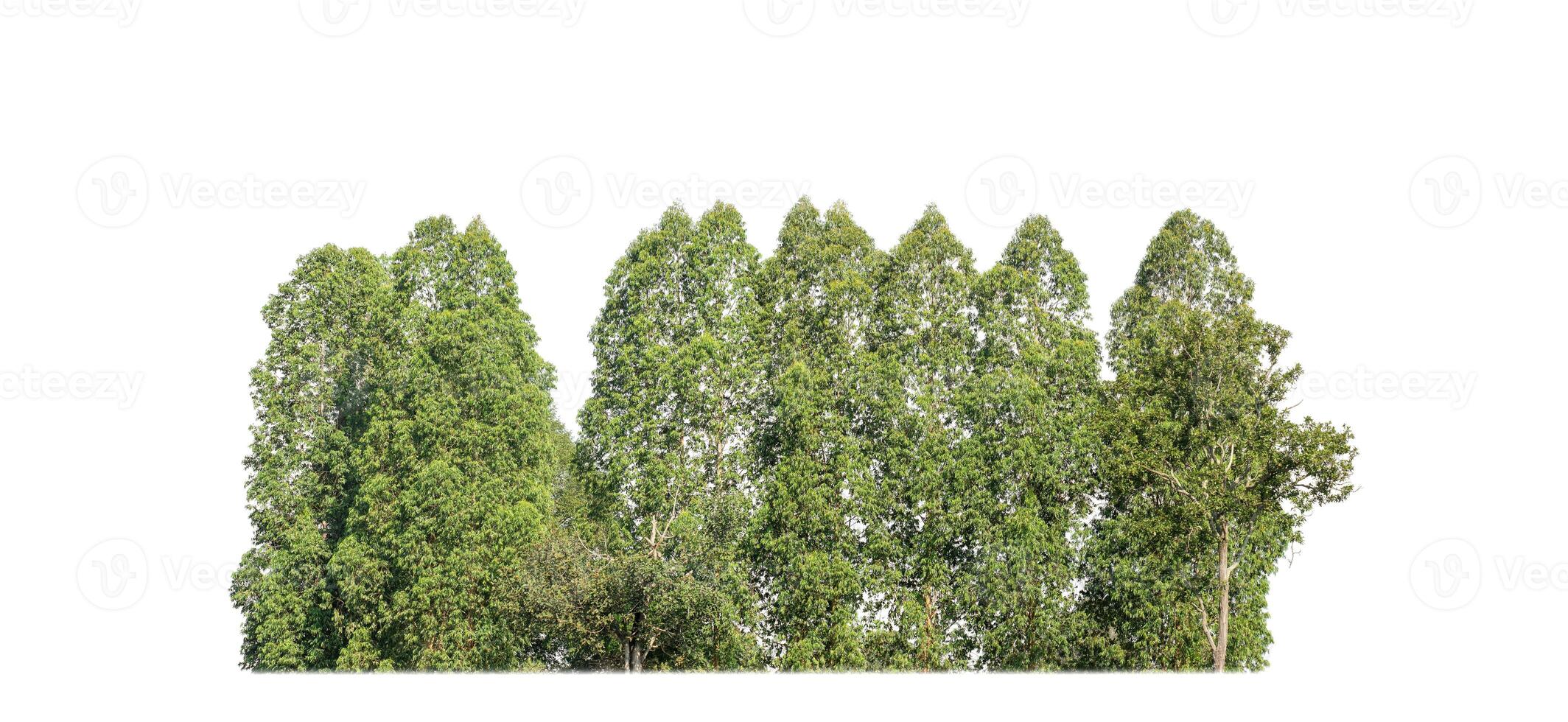 A group of rich green trees High resolution on white background. photo