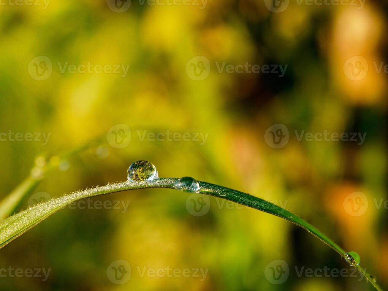 closeup of raindrops on leaves photo