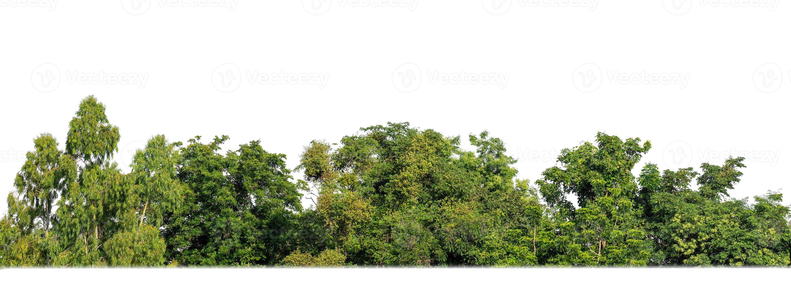 un grupo de Rico verde arboles alto resolución en blanco antecedentes. foto