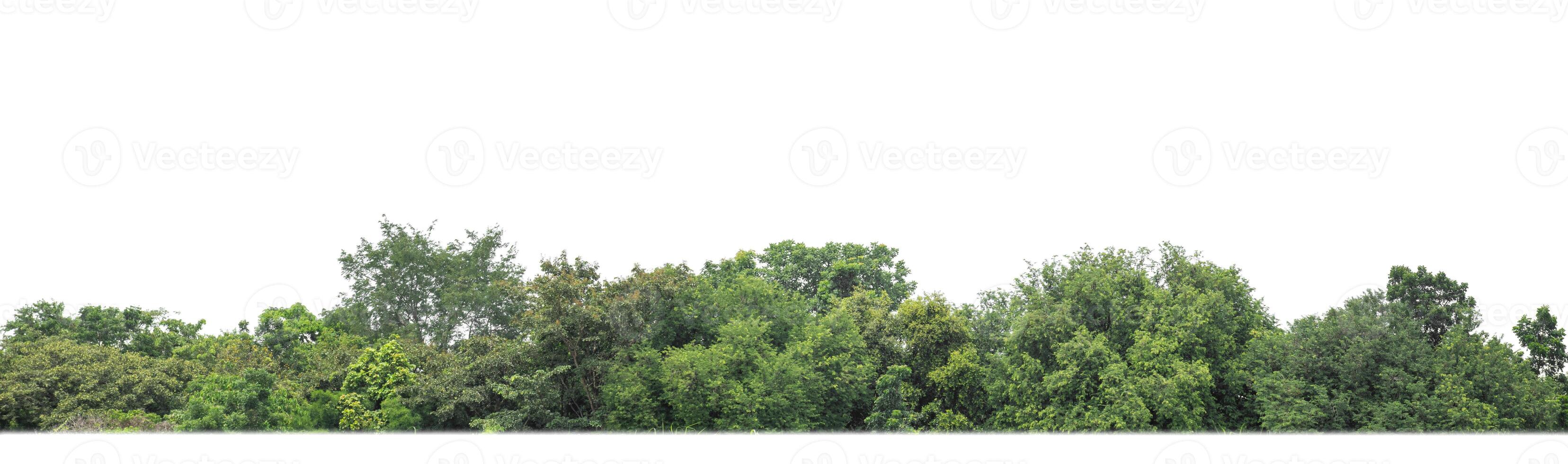 A group of rich green trees High resolution on white background. photo