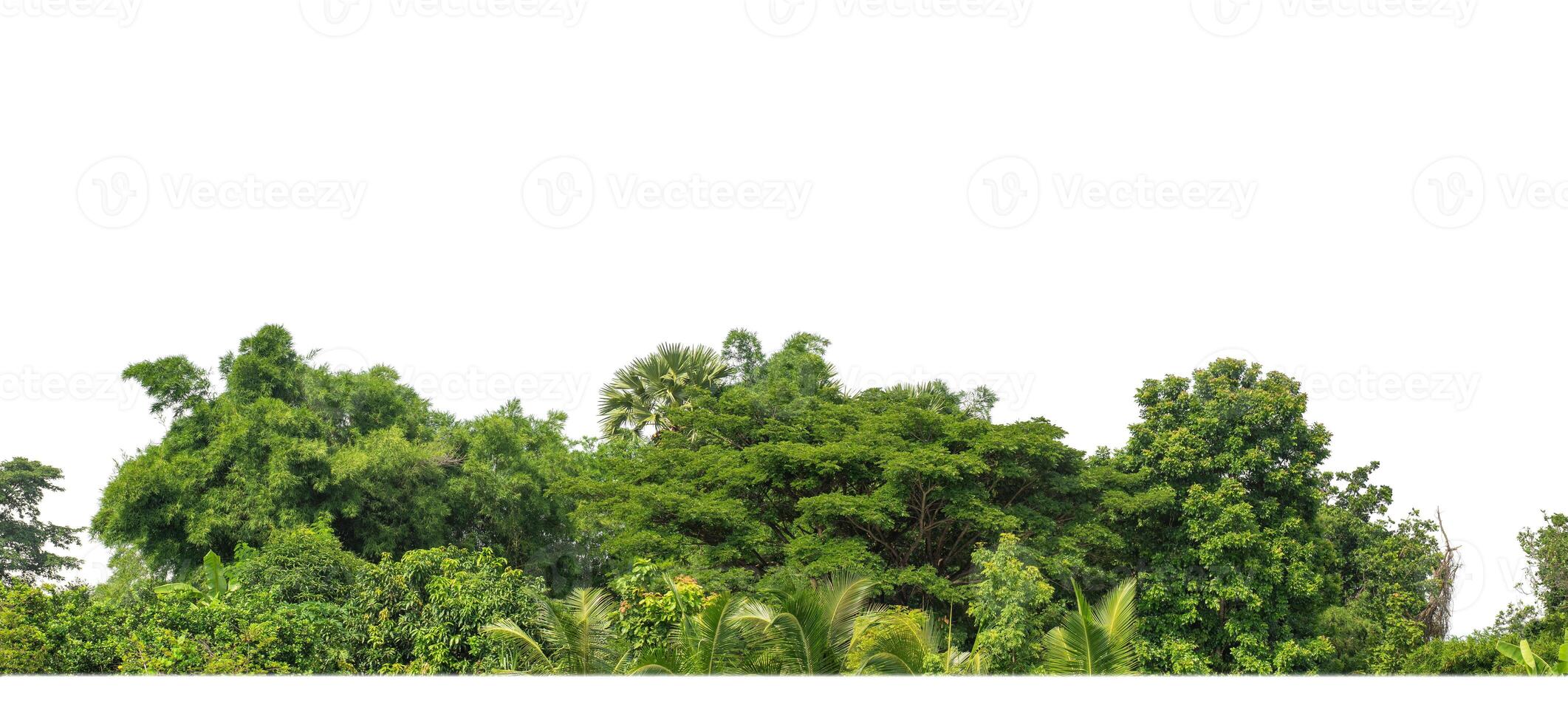 A group of rich green trees High resolution on white background. photo