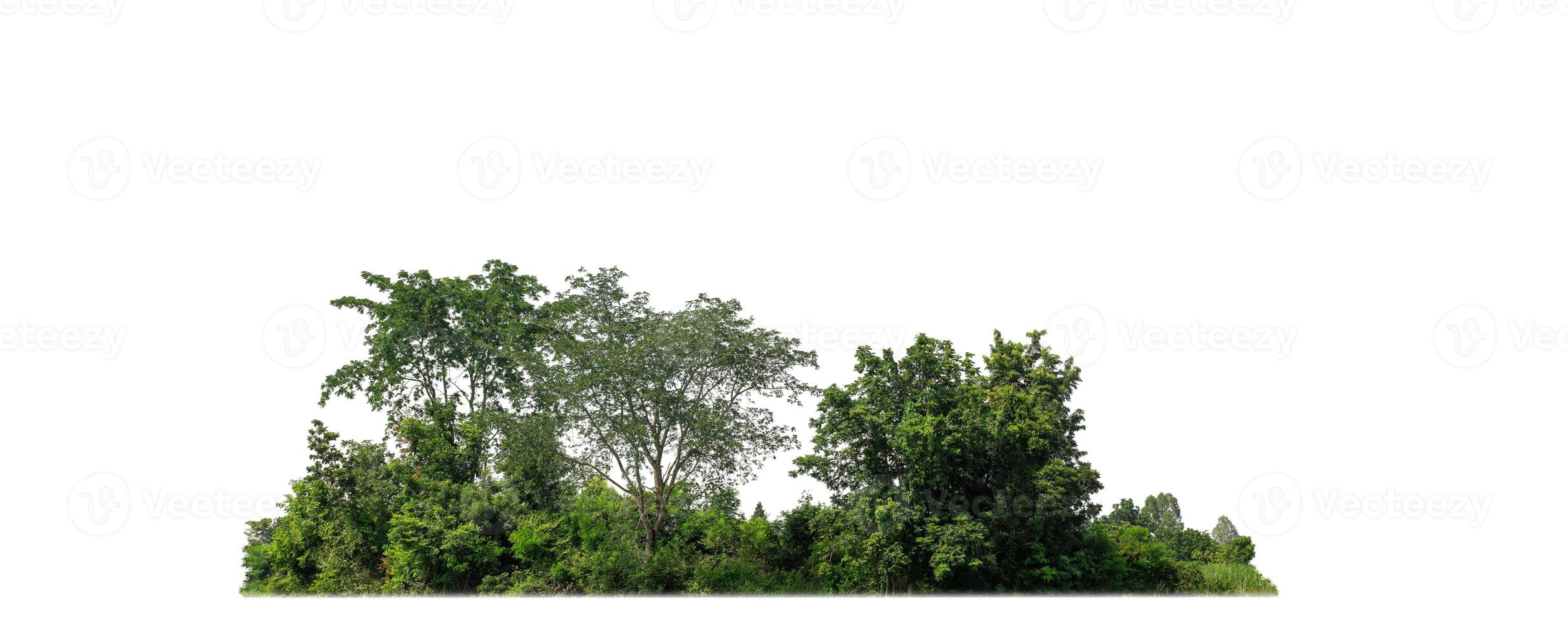 A group of rich green trees High resolution on white background. photo