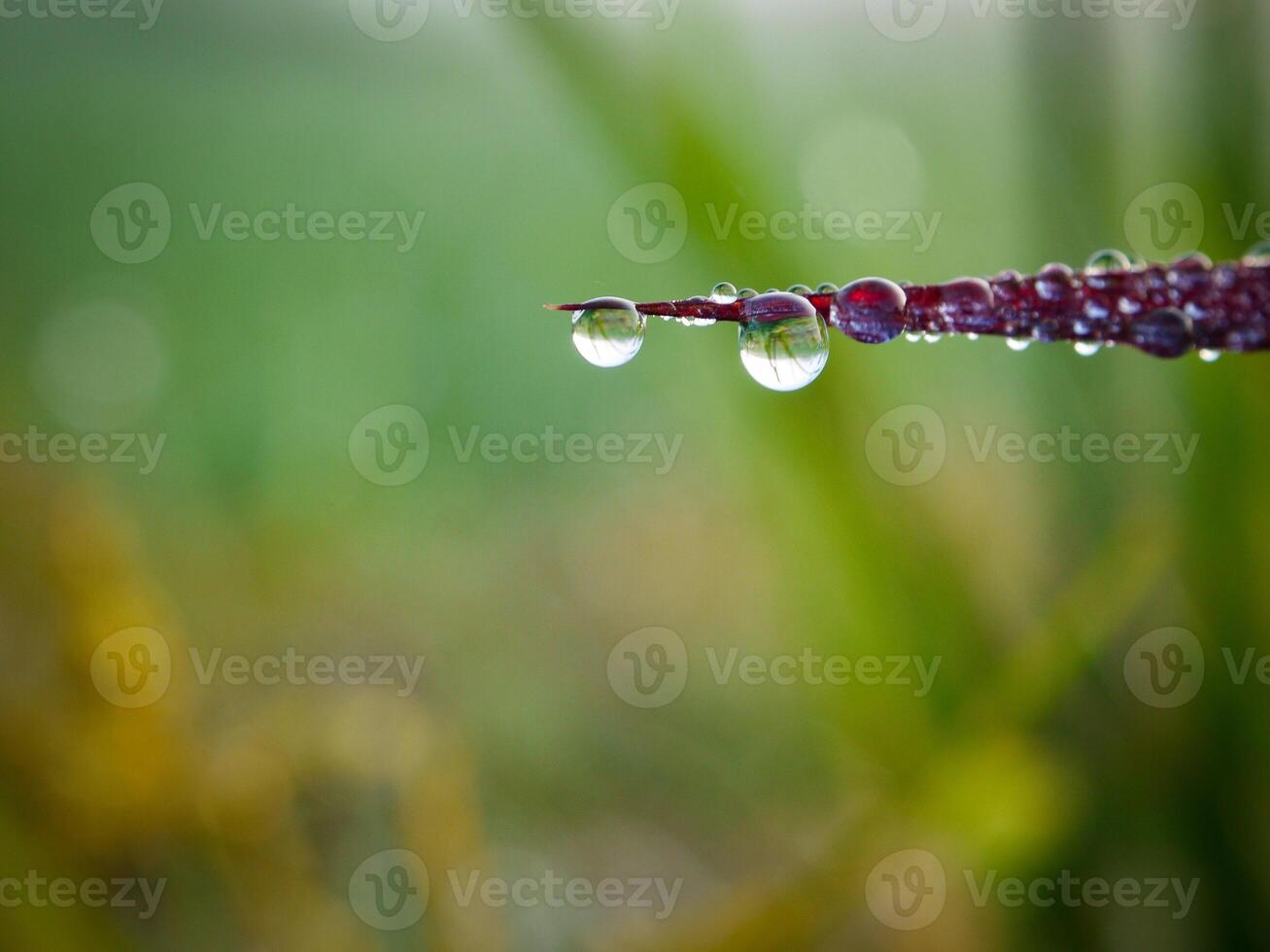 closeup of raindrops on leaves photo
