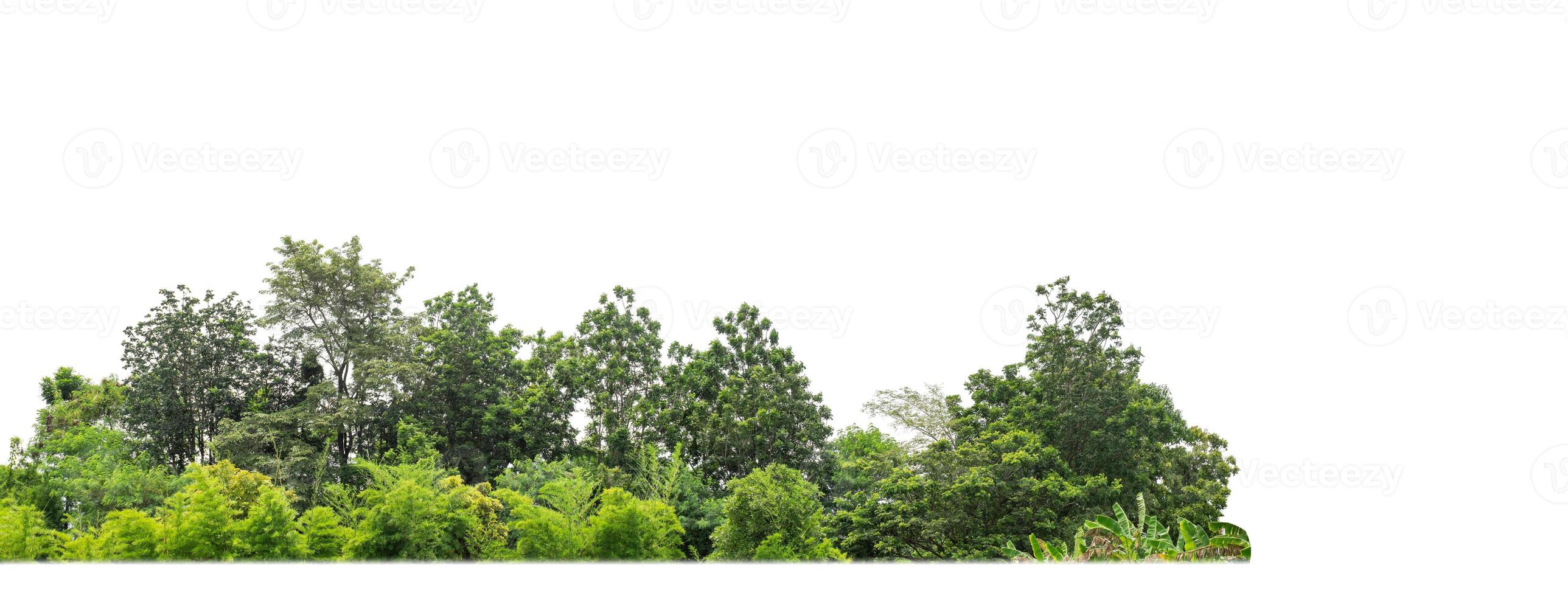 un grupo de Rico verde arboles alto resolución en blanco antecedentes. foto