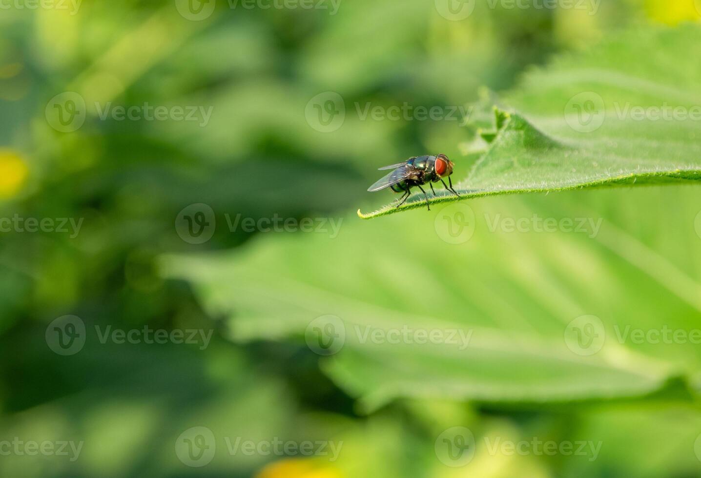 closeup of fly, House fly on leaf photo