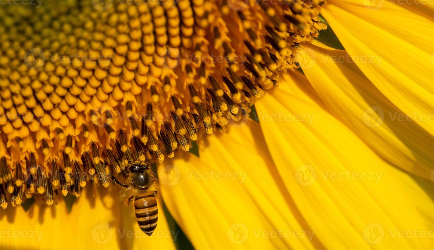 Bee collects nectar from a sunflower photo