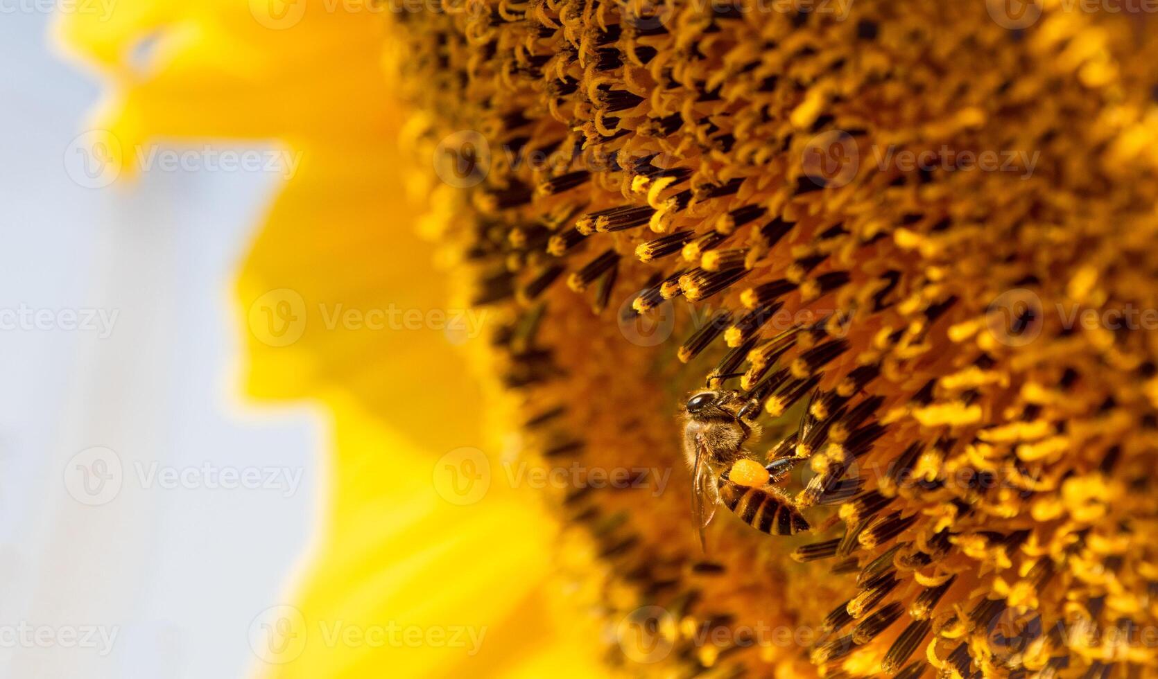 Bee collects nectar from a sunflower photo