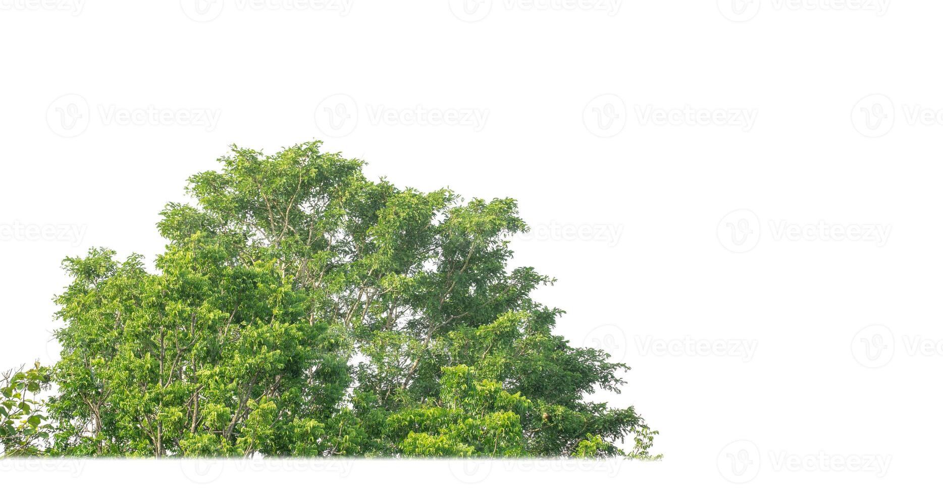 un grupo de Rico verde arboles alto resolución en blanco antecedentes. foto