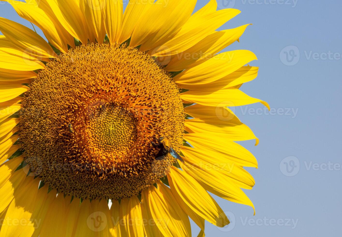 Bee collects nectar from a sunflower photo