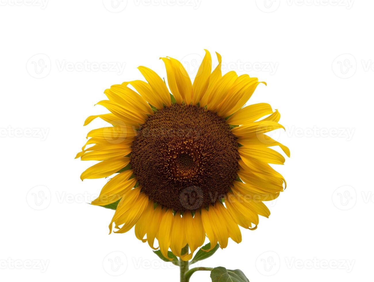 girasol flor, de cerca aislado en blanco antecedentes foto