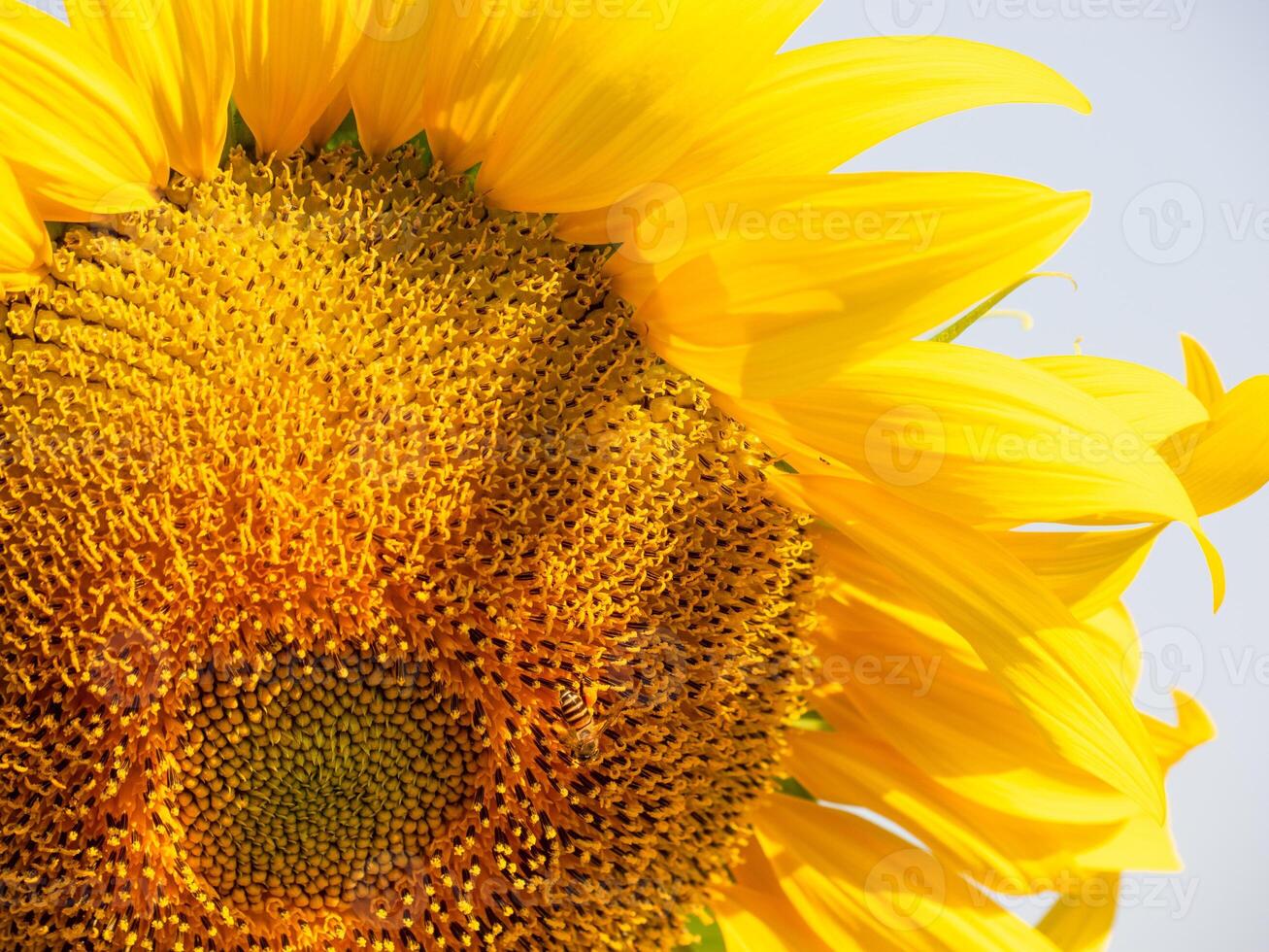 Bee collects nectar from a sunflower photo