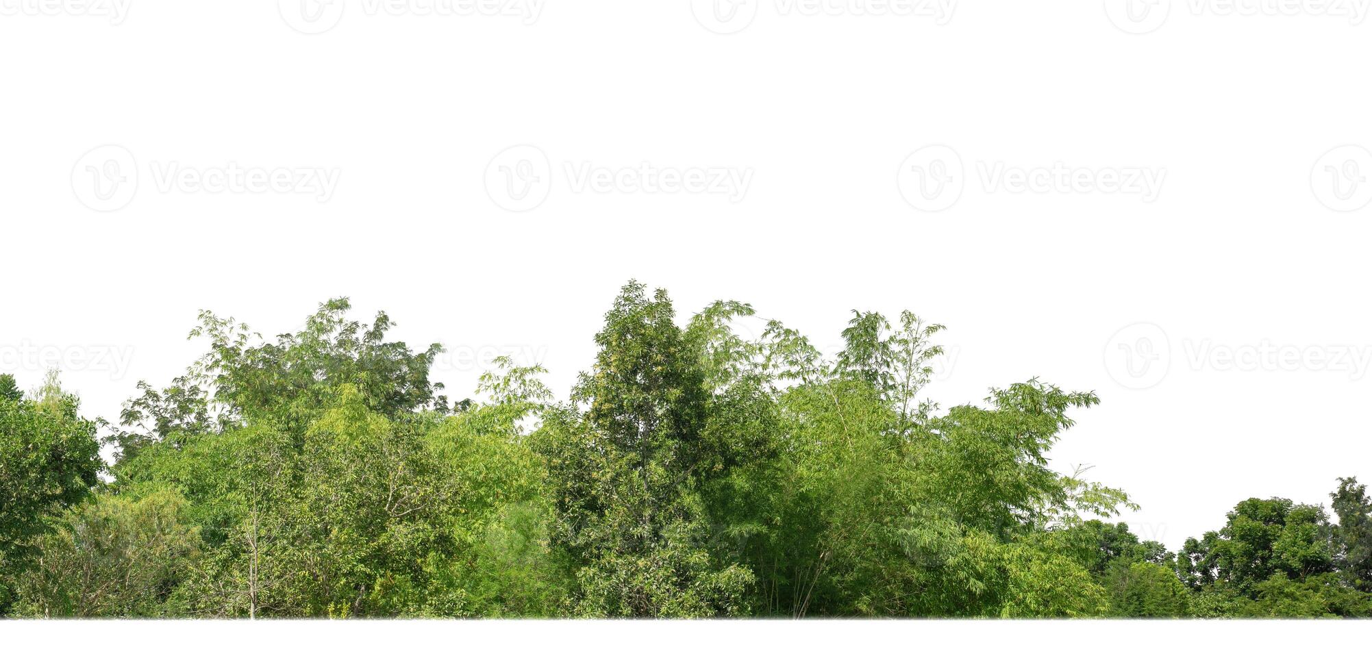 A group of rich green trees High resolution on white background. photo