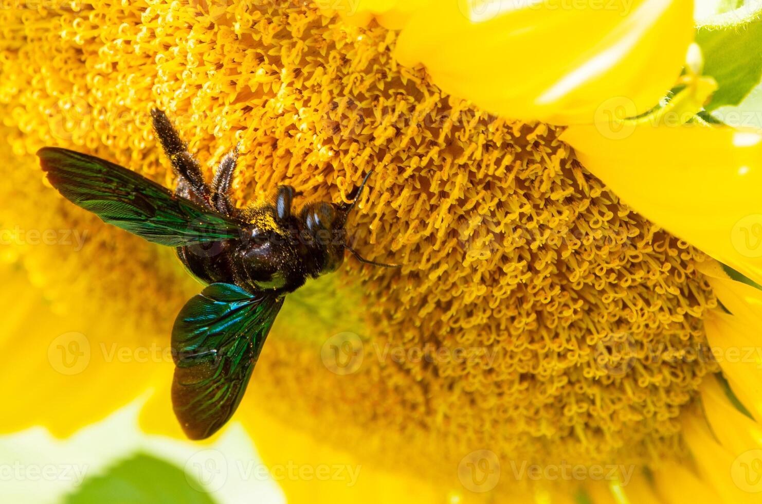 Bee collects nectar from a sunflower photo
