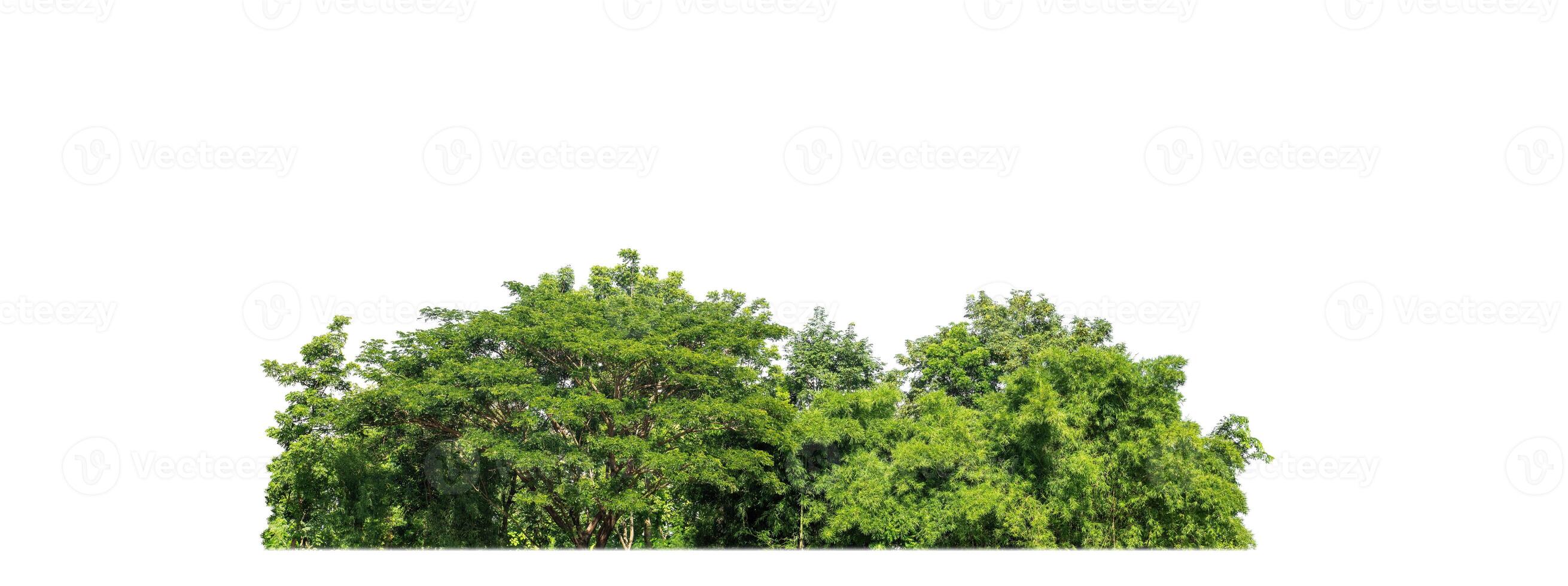 A group of rich green trees High resolution on white background. photo