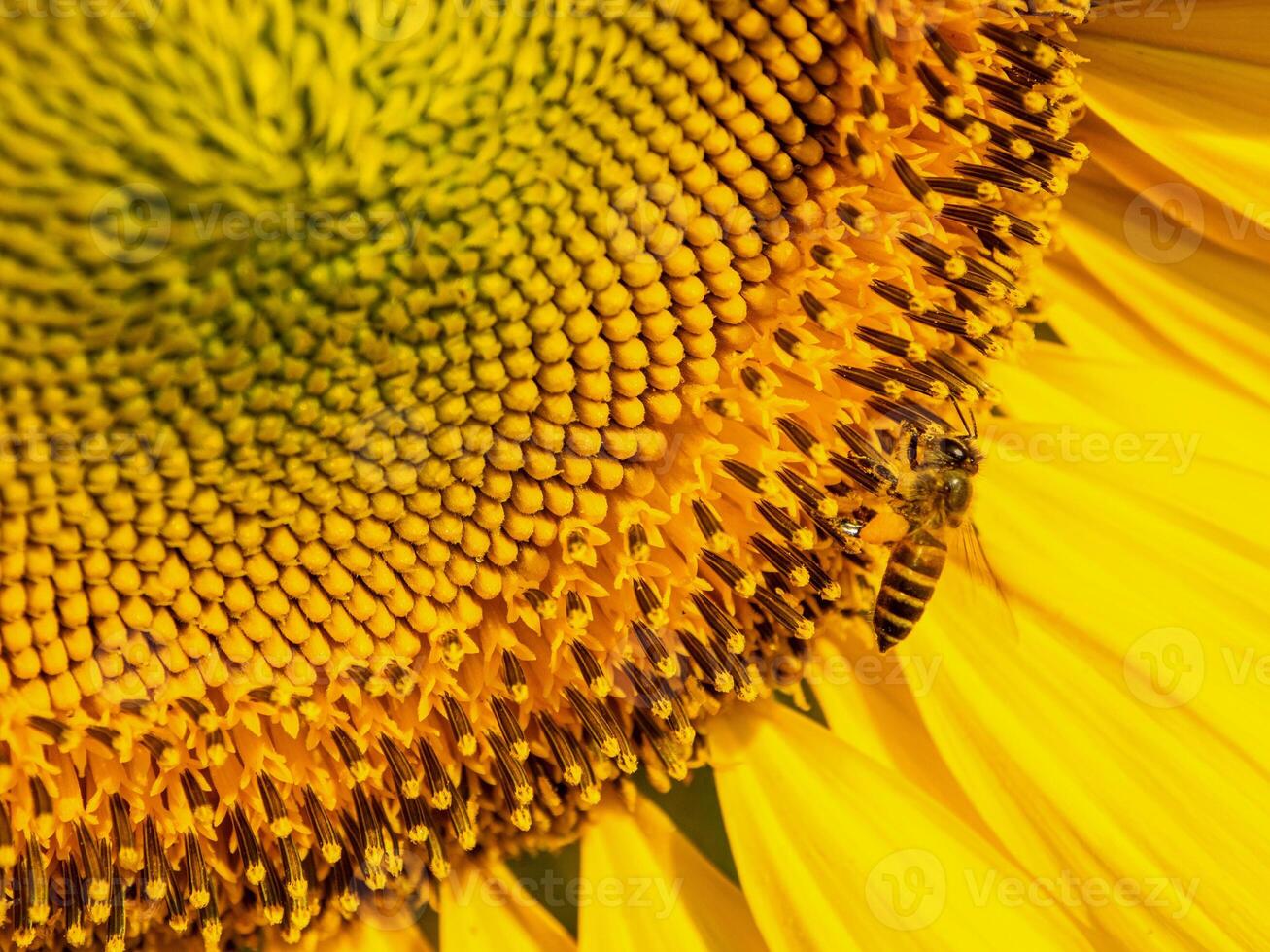 Bee collects nectar from a sunflower photo