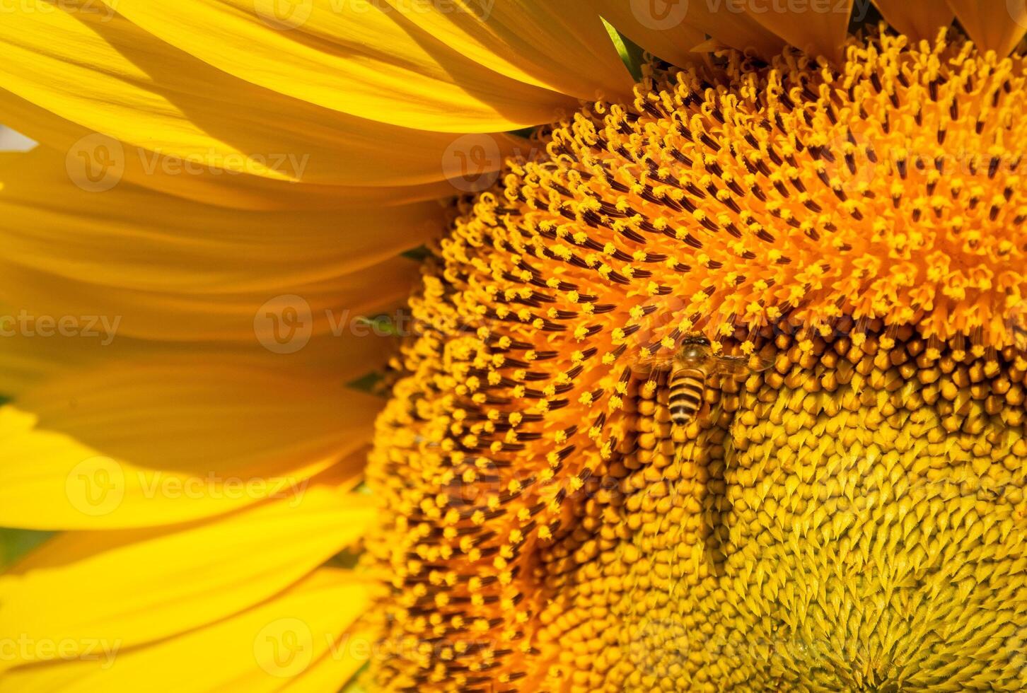 Bee collects nectar from a sunflower photo