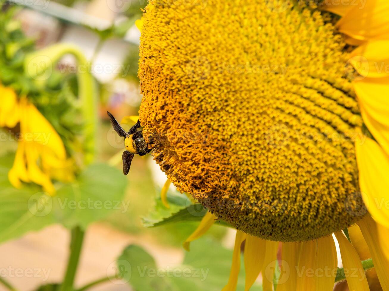 Bee collects nectar from a sunflower photo