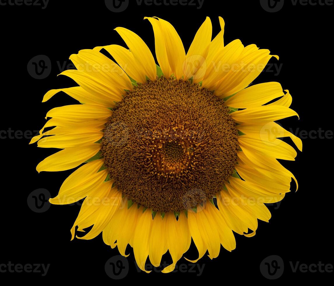 Sunflower close up isolated on a black background photo