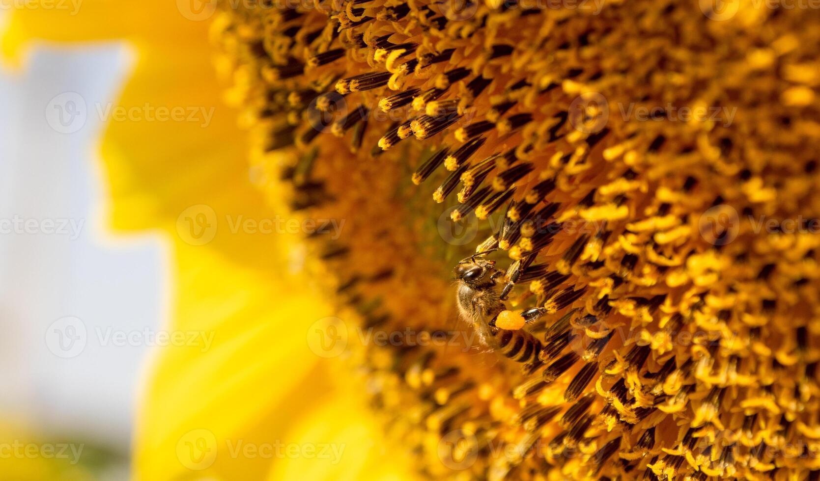 Bee collects nectar from a sunflower photo