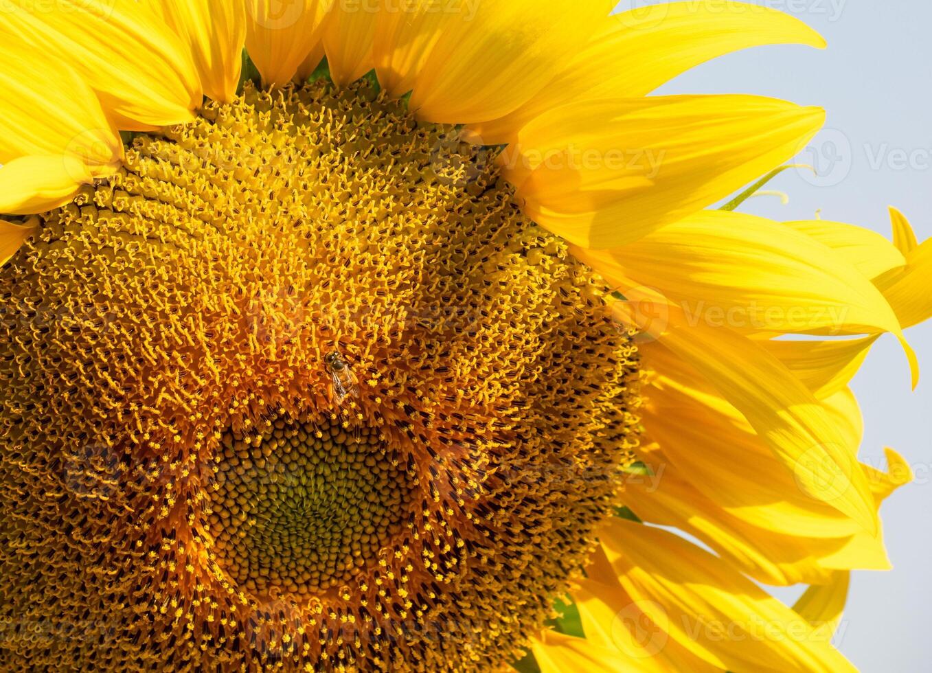 Bee collects nectar from a sunflower photo