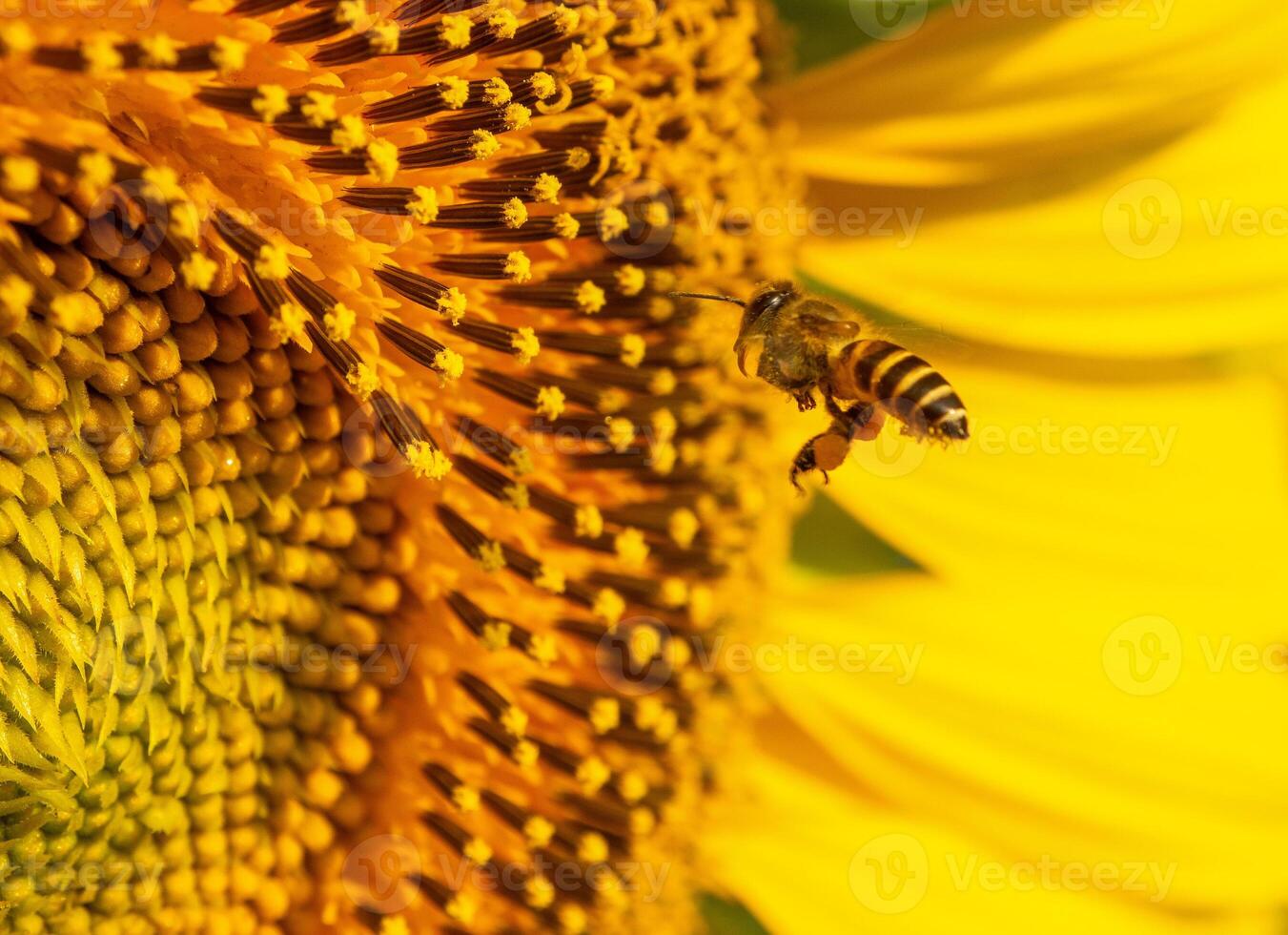 Bee collects nectar from a sunflower photo